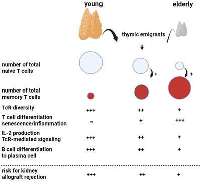 Lowering maintenance immune suppression in elderly kidney transplant recipients; connecting the immunological and clinical dots